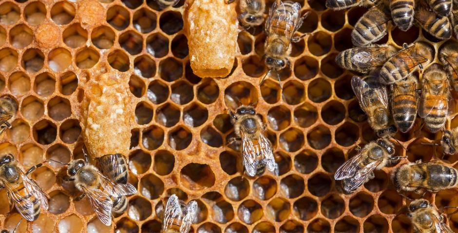 Mateří kašička přírodní zdroj energie, zdraví a vitality kratomworld