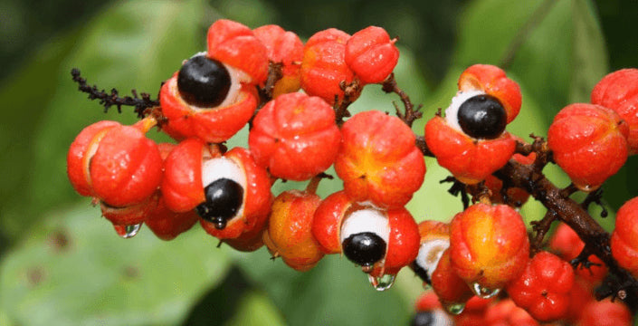 Kratom World Guarana Prodej Praha Lovosice Kratom green Maeng da kofein
