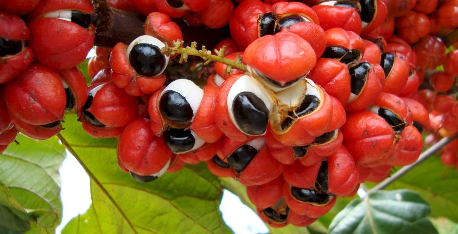 guarana prirodni zdroj energie kratomworld prodej clanek