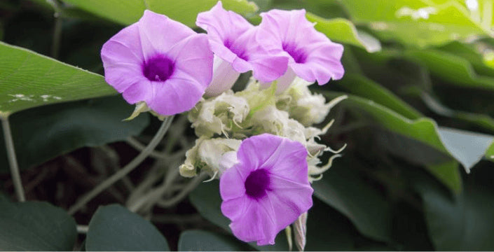 Baby Hawaiian woodrose, prodej, kvalita, Kratomworld, semínka, semena