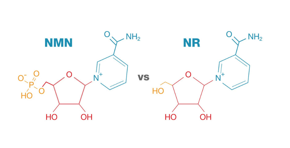 mozkové funkce, antiaging, NAD+, prodej, kvalita, srdeční funkce, mládí, obnova buněk, kratom world, inzulín, diabetes,