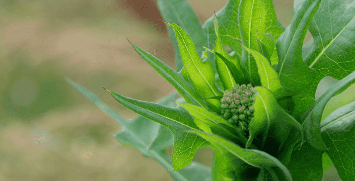 kratom world wild lettuce lactuca virosa prodej extrakt sedativum