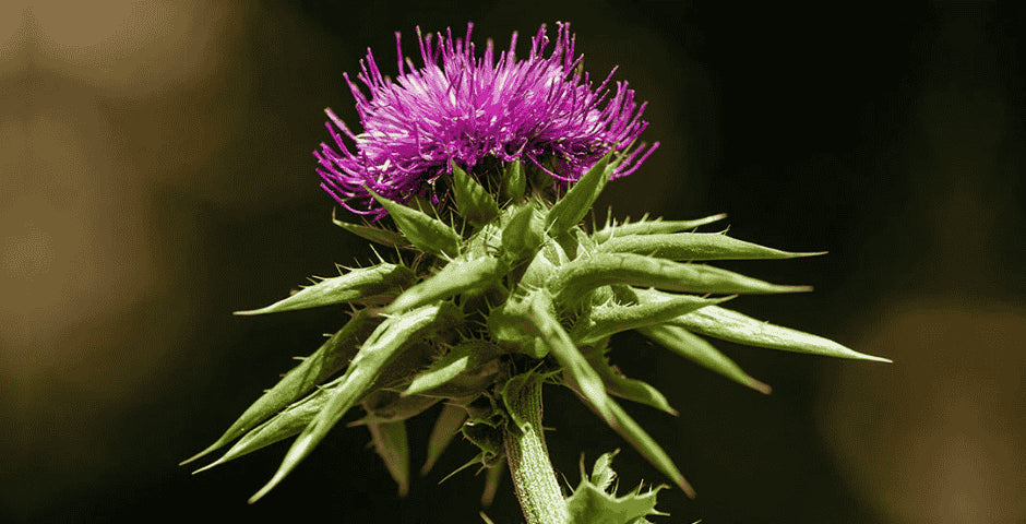 silymarin podpora zdravi ostropestres mariansky kratom world prodej