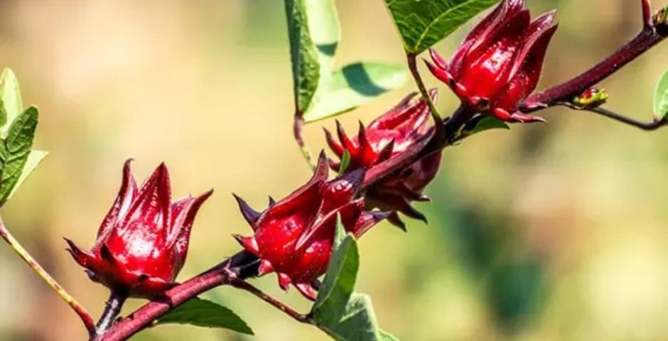 Ibišek kyselý (súdánský) clanek kratomworld