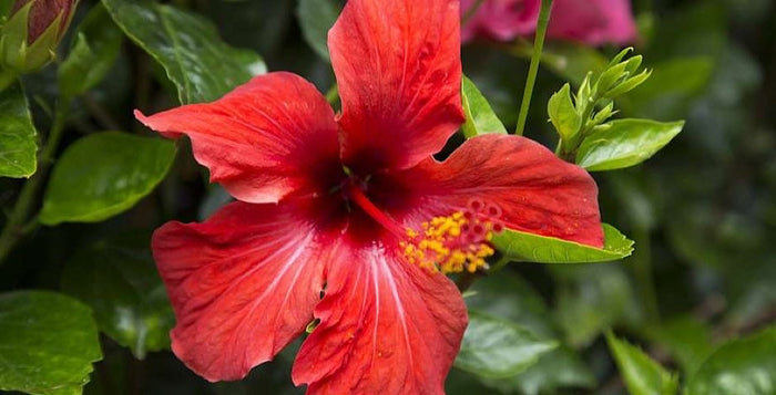 Ibišek súdánský, kvalita, prodej, kratomworld, antioxidant, relax, čaj, zdraví, stres