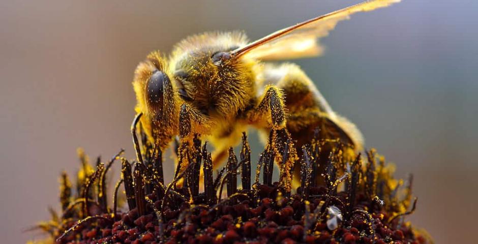 Včelí pyl přírodní zdroj energie a podpory zdraví kratomworld