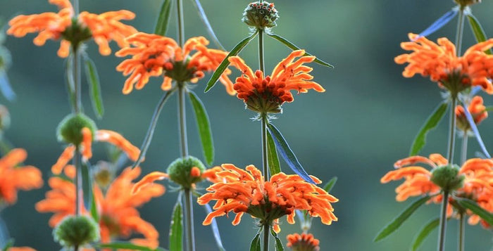 wild dagga, leonotis leonurus, trávení, analgetika, zdraví, přírodní, prodej, kratom world, kvalitní