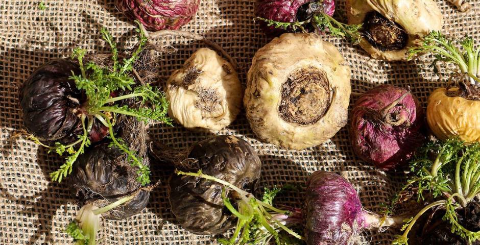 adaptogeny pro stres, energii a imunitu kratomworld clanek