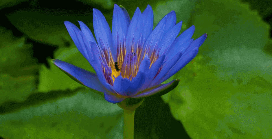Modrý lotus, prodej, kvalita, kratomworld, spánek, zdraví