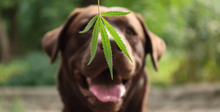 CBD Olej Pro Psy Zvířata Konopný psí cbd olej Prodej Praha Eshop CBD for dogs and animals