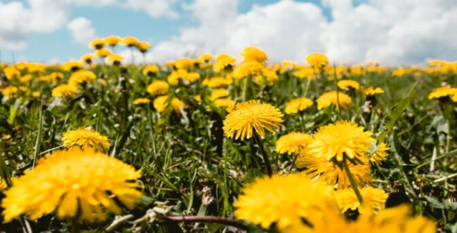 otoky nohou, celulitida, brusinka, játra, močový měchýř, prodej, kvalita, kratom world, retence vody, metabolismus, toxiny, přírodní