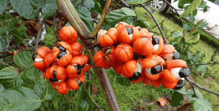 guarana plody strom stimulant energie kratom world