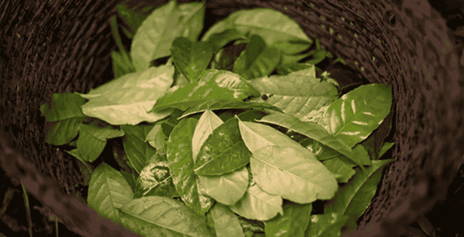 guayusa clanek kofein energie soustredeni benefity kratom world clanek