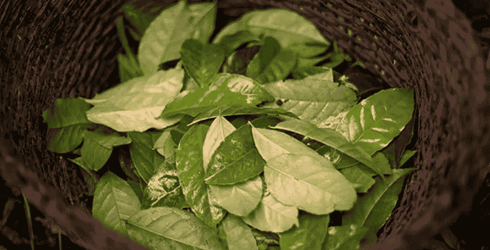 guayusa clanek kofein energie soustredeni benefity kratom world clanek