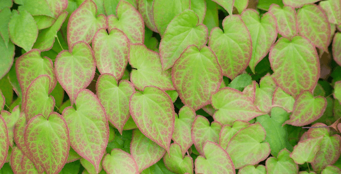 Kotvičník Tribulus Terrestris účinky testosteron cvičení regenerace horny goat weed