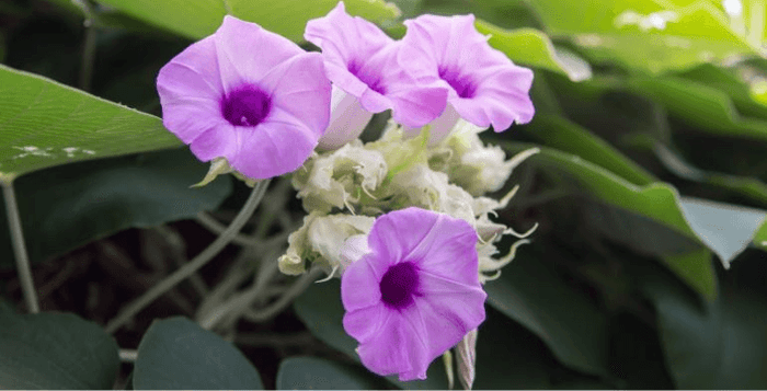 Baby Hawaiian woodrose, prodej, kvalita, Kratomworld, semínka, semena