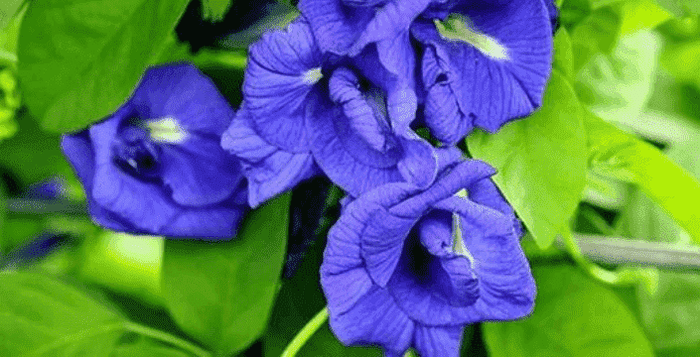 motýlí prášek, butterfly pea, prodej, kvalita, čaj, antistres, pohoda, klid