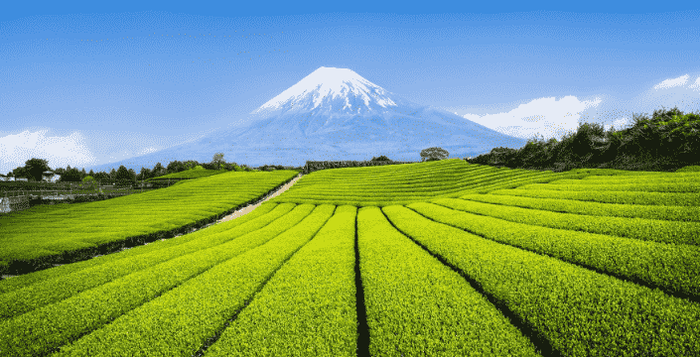 Kratom World Matcha Tea čaj mača zelený energie kofein kratom world praha
