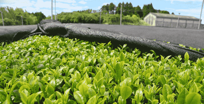 Kratom World Sencha Čaj japonsko čína kvalitní zdravý nejzdravější a nejlepší čaj světa