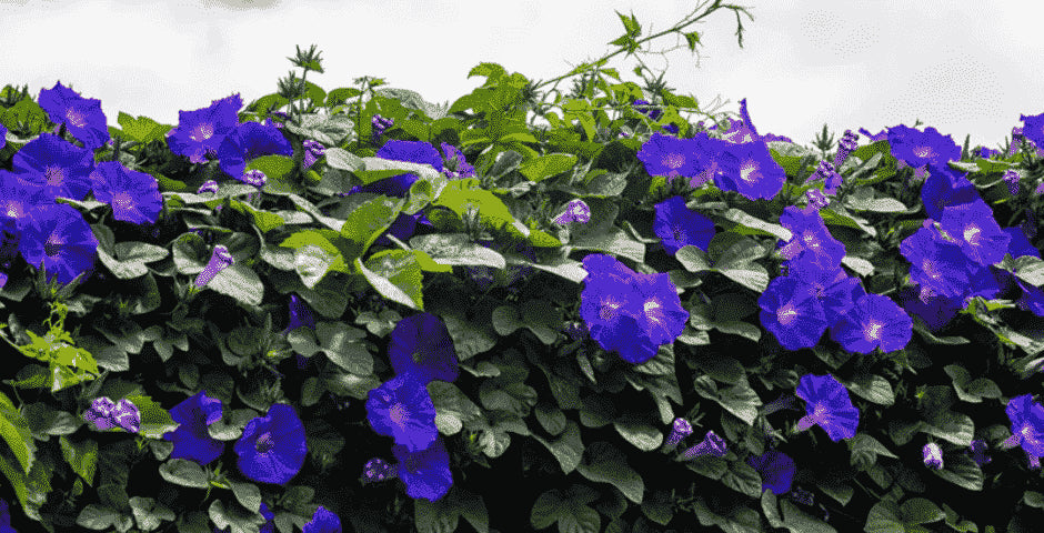 kratom world morning glory rostlina psychotropni ucinky stav vedomi relaxace