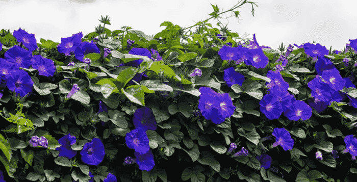 kratom world morning glory rostlina psychotropni ucinky stav vedomi relaxace