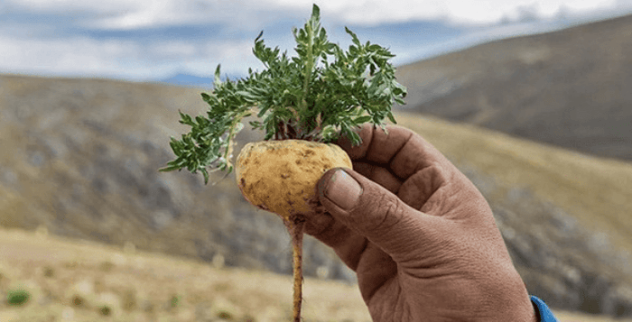 Maca Peruánská kvalitní prášek z kořene Kratom World Prodej Maca Kapsle Levně Kvalitně