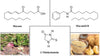 maca rostlinny elixir vitalita kratomworld vedecky clanek