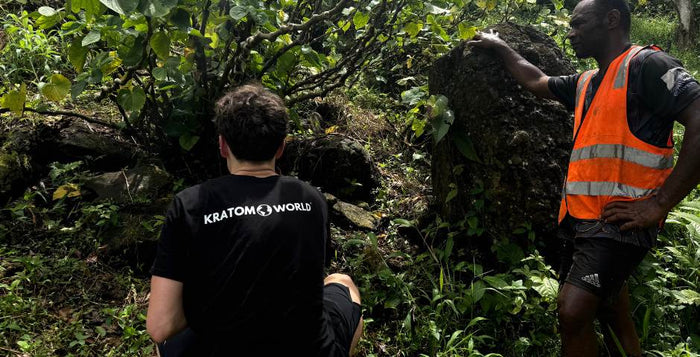 navsteva farmy kava kava fidzi kratomworld