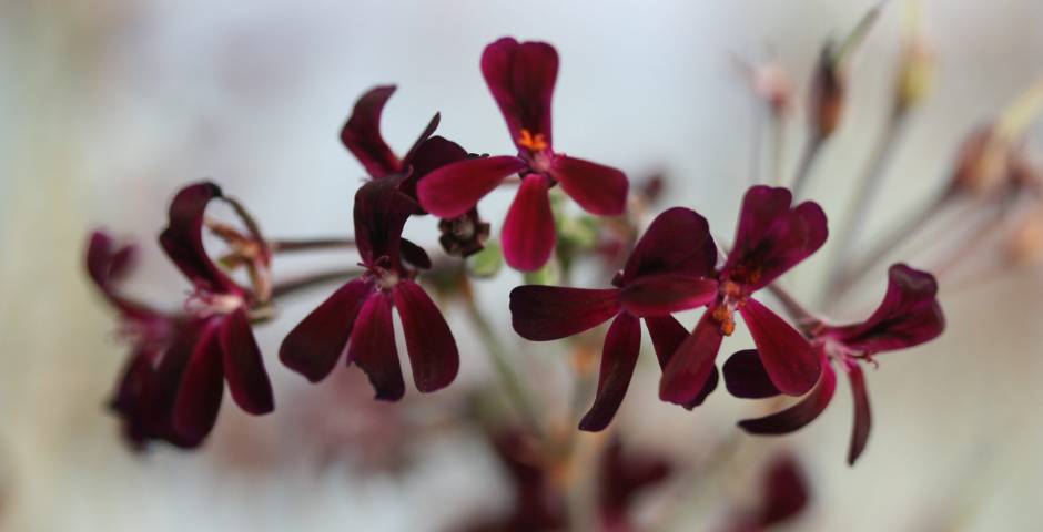 pelargonium extrakt nachlazeni kasel kratomworld clanek