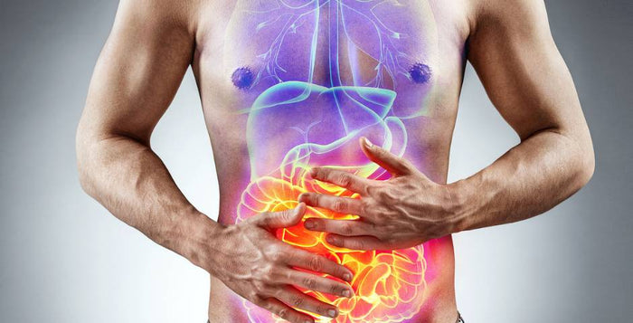 zaklady traveni travici soustava jidlo kratomworld